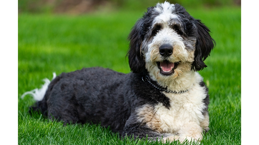 伯恩山貴婦犬好養嗎-Bernedoodle性格-體型-掉毛度與飼養重點